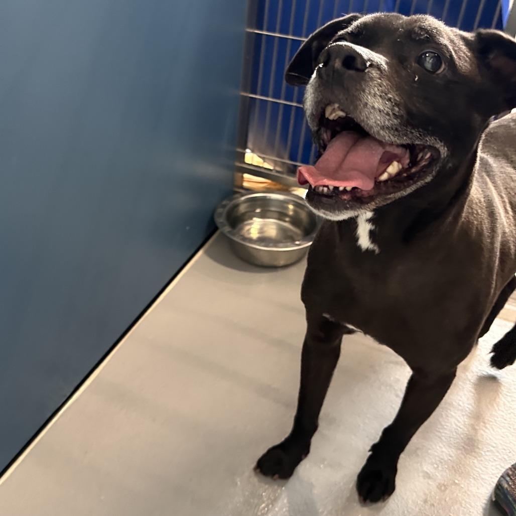 Enlarge Henry, a Adoptable Mixed Breed in Auburn, AL image 3/6