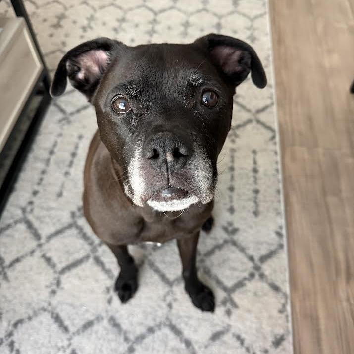 Enlarge Henry, a Adoptable Mixed Breed in Auburn, AL image 4/6