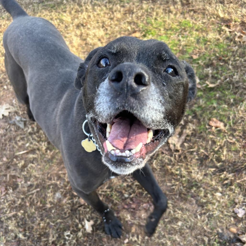 Enlarge Henry, a Adoptable Mixed Breed in Auburn, AL image 5/6