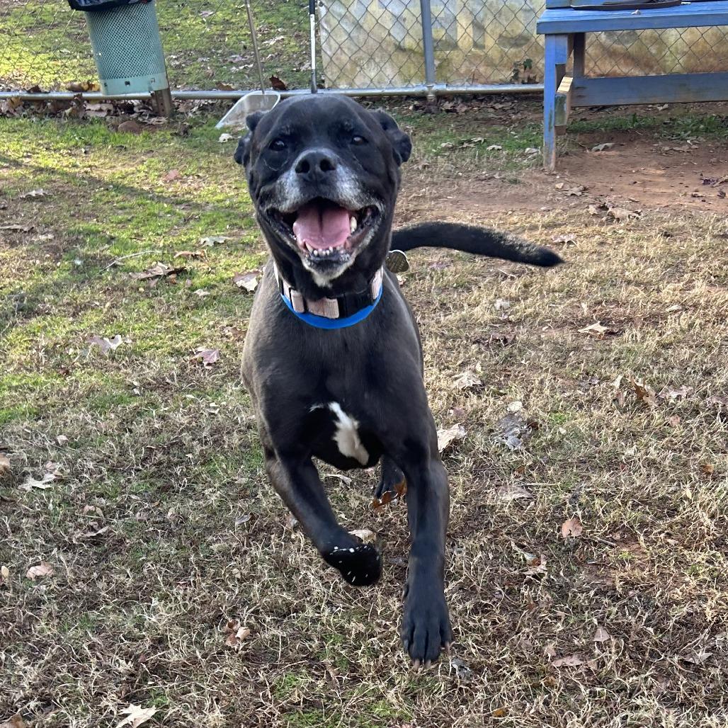 Enlarge Henry, a Adoptable Mixed Breed in Auburn, AL image 6/6