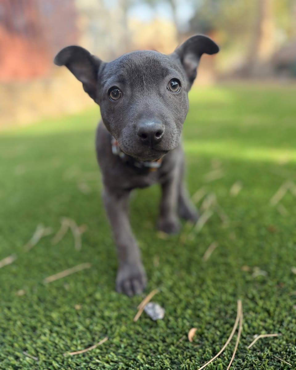 Enlarge Alexa, a Adopted mixed breed in Evergreen, CO image 1/3
