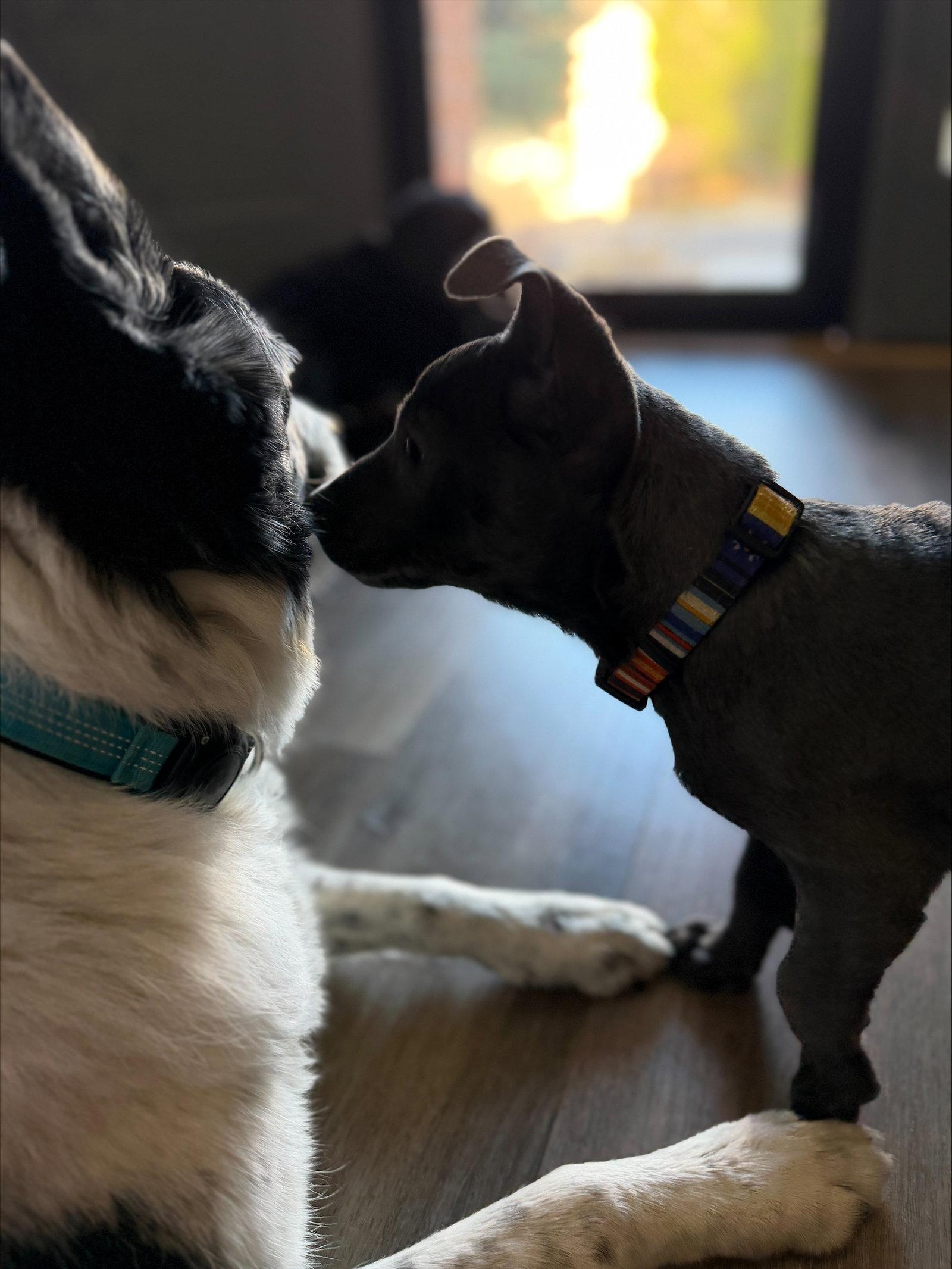 Enlarge Alexa, a Adopted mixed breed in Evergreen, CO image 2/3