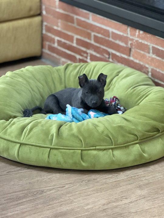 Enlarge Alexa, a Adopted mixed breed in Evergreen, CO image 3/3