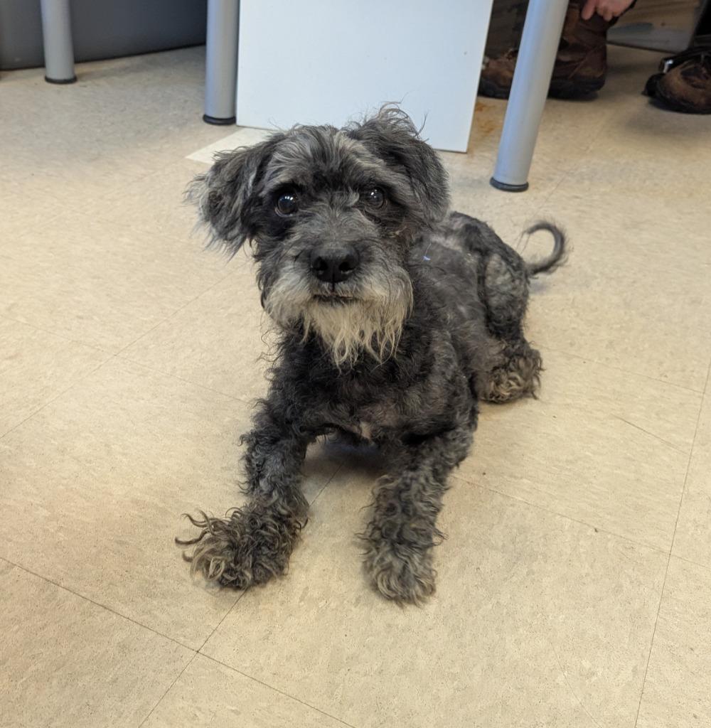 Enlarge Moses, a Adopted mixed breed in La Porte, IN image 1/1