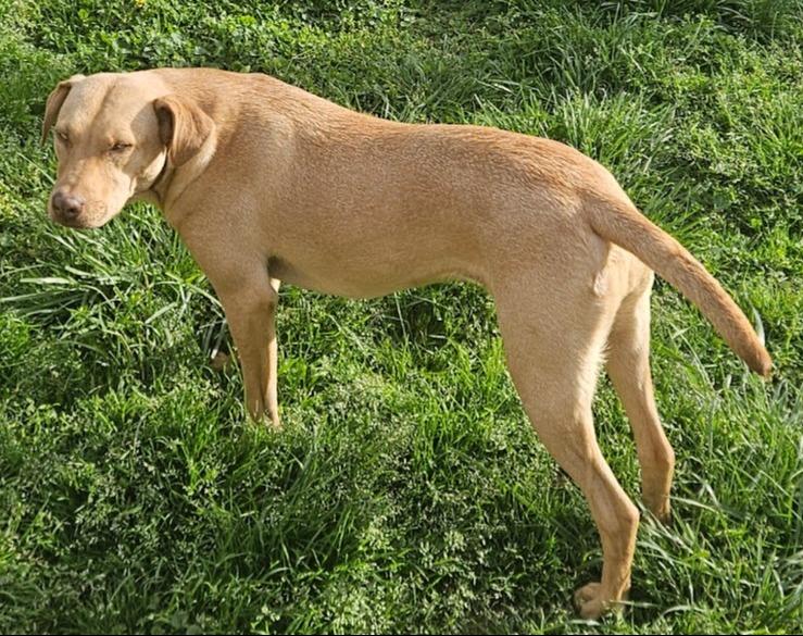 Woody, a Adoptable mixed breed in Tracy City , TN image 3/3