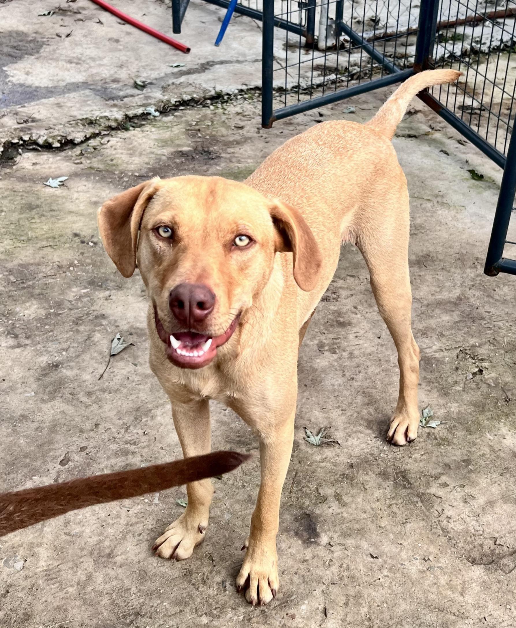 Woody, a Adoptable mixed breed in Tracy City , TN image 1/3
