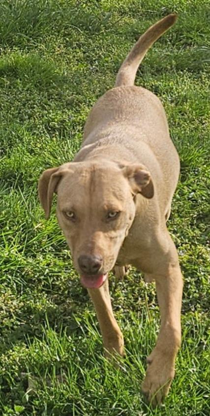 Woody, Adoptable, Young Male Labrador Retriever.