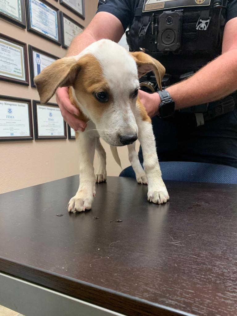 Sally, Adoptable, Young Female Mixed Breed.