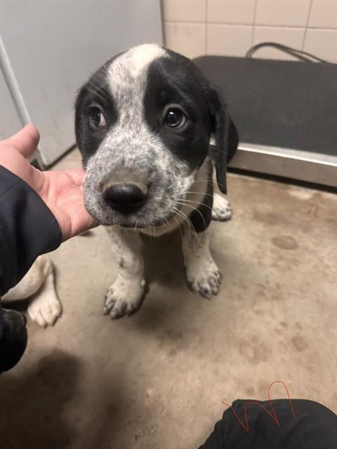 Jelly, Adoptable, Puppy Male Black Labrador Retriever & Pointer.