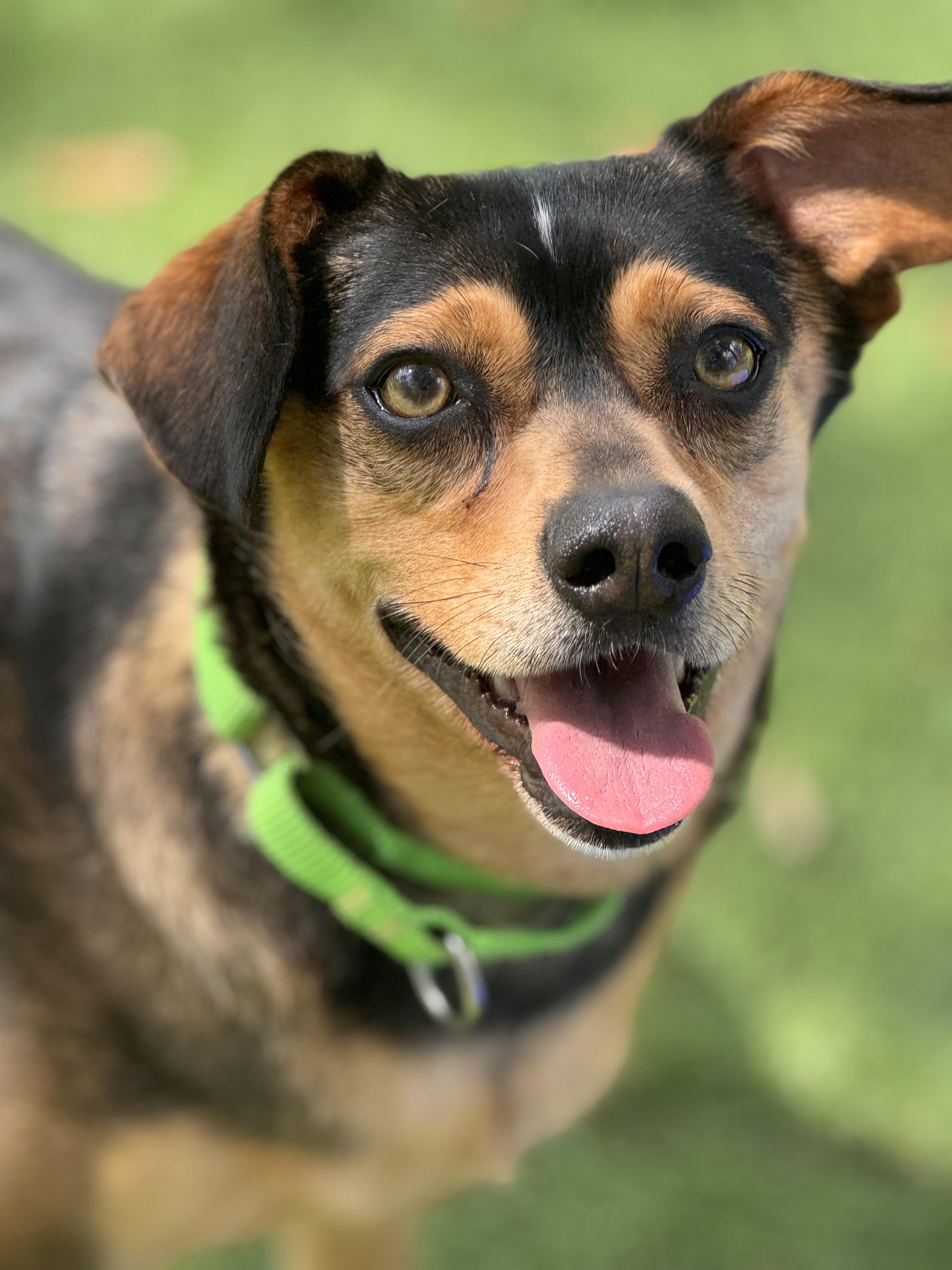 lil'one, Adoptable, Adult Female Beagle.