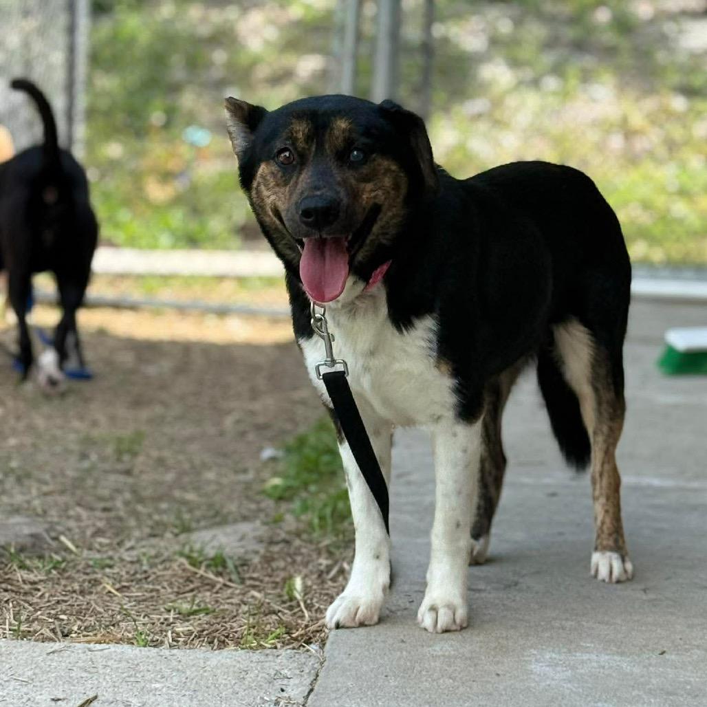 Celia, Adoptable, Adult Female German Shepherd Dog & Mixed Breed.
