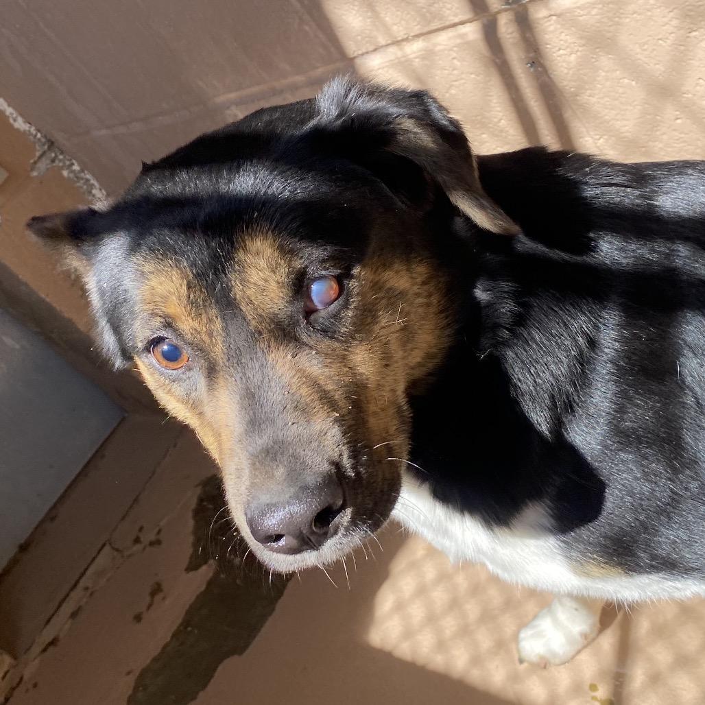 Enlarge Celia, a Adoptable mixed breed in Caryville, TN image 2/6
