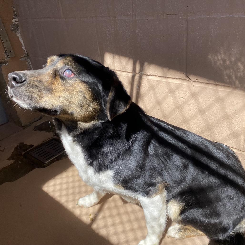Enlarge Celia, a Adoptable mixed breed in Caryville, TN image 3/6