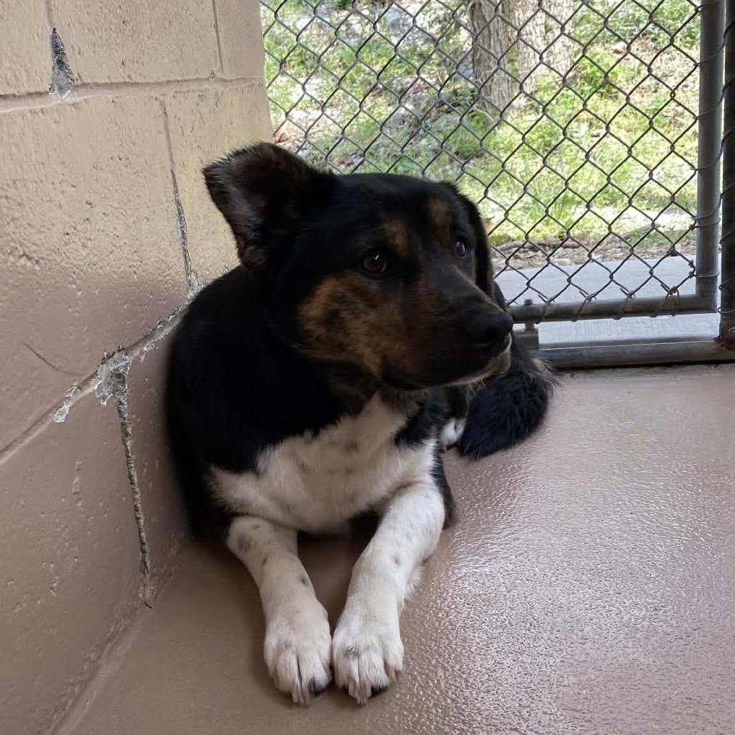 Enlarge Celia, a Adoptable mixed breed in Caryville, TN image 4/6