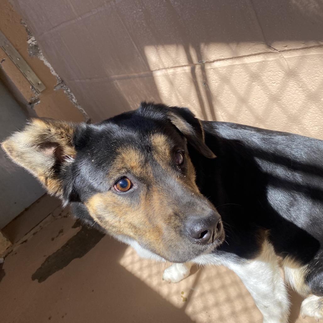 Enlarge Celia, a Adoptable mixed breed in Caryville, TN image 5/6