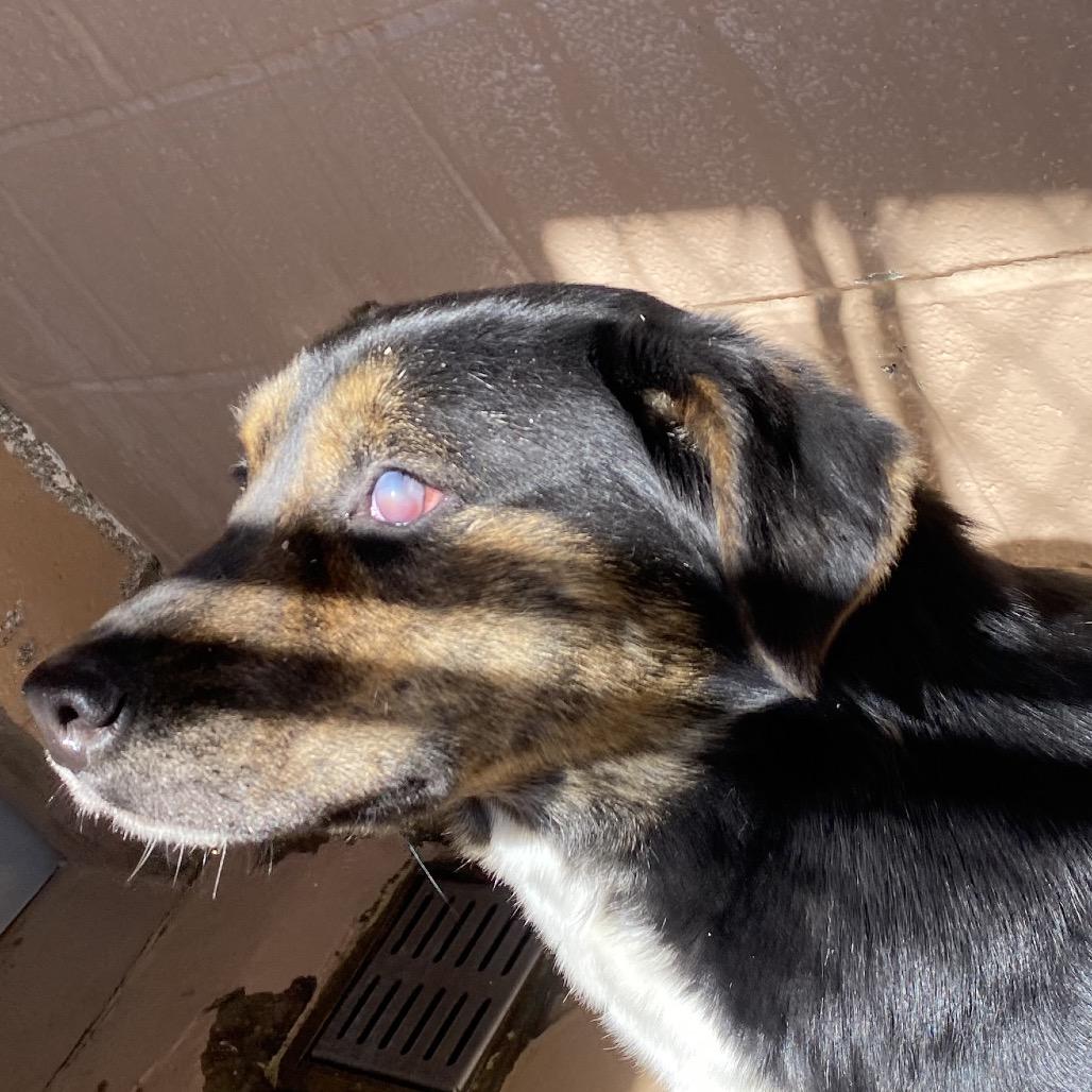 Enlarge Celia, a Adoptable mixed breed in Caryville, TN image 6/6