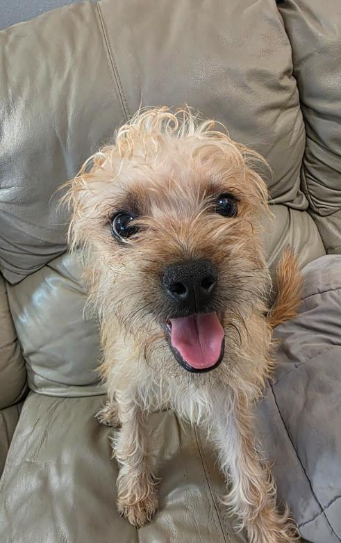 Theo, a Adoptable mixed breed in NYC, NY image 5/6