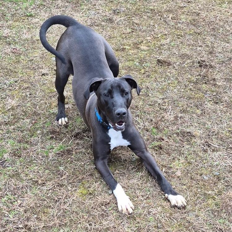 Marmaduke, a Adoptable Mixed Breed in Blue Ridge, GA image 2/4