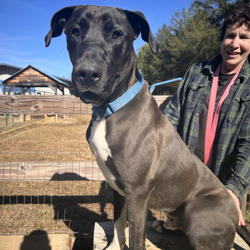 Marmaduke, a Adoptable Mixed Breed in Blue Ridge, GA image 3/4