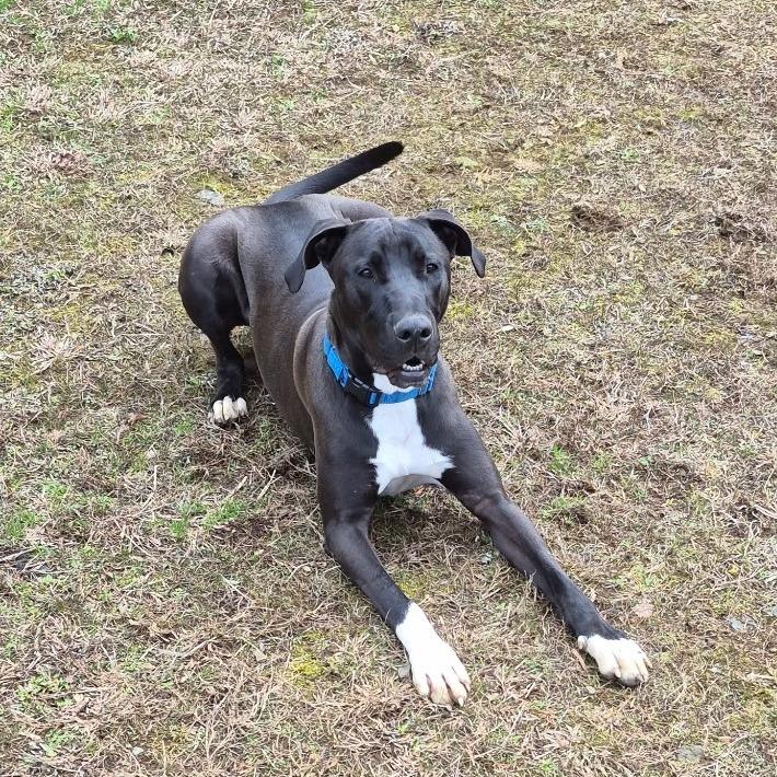 Marmaduke, a Adoptable Mixed Breed in Blue Ridge, GA image 4/4