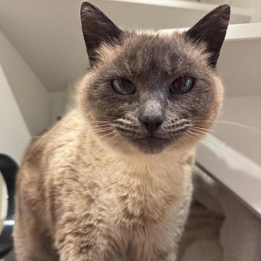 Enlarge Meryl Streep, a Adoptable Siamese in Buellton, CA image 1/3