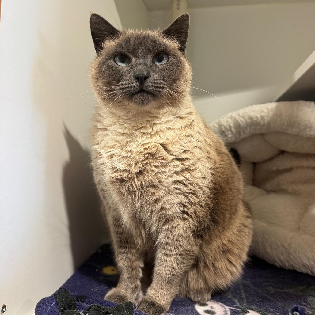 Enlarge Meryl Streep, a Adoptable Siamese in Buellton, CA image 2/3