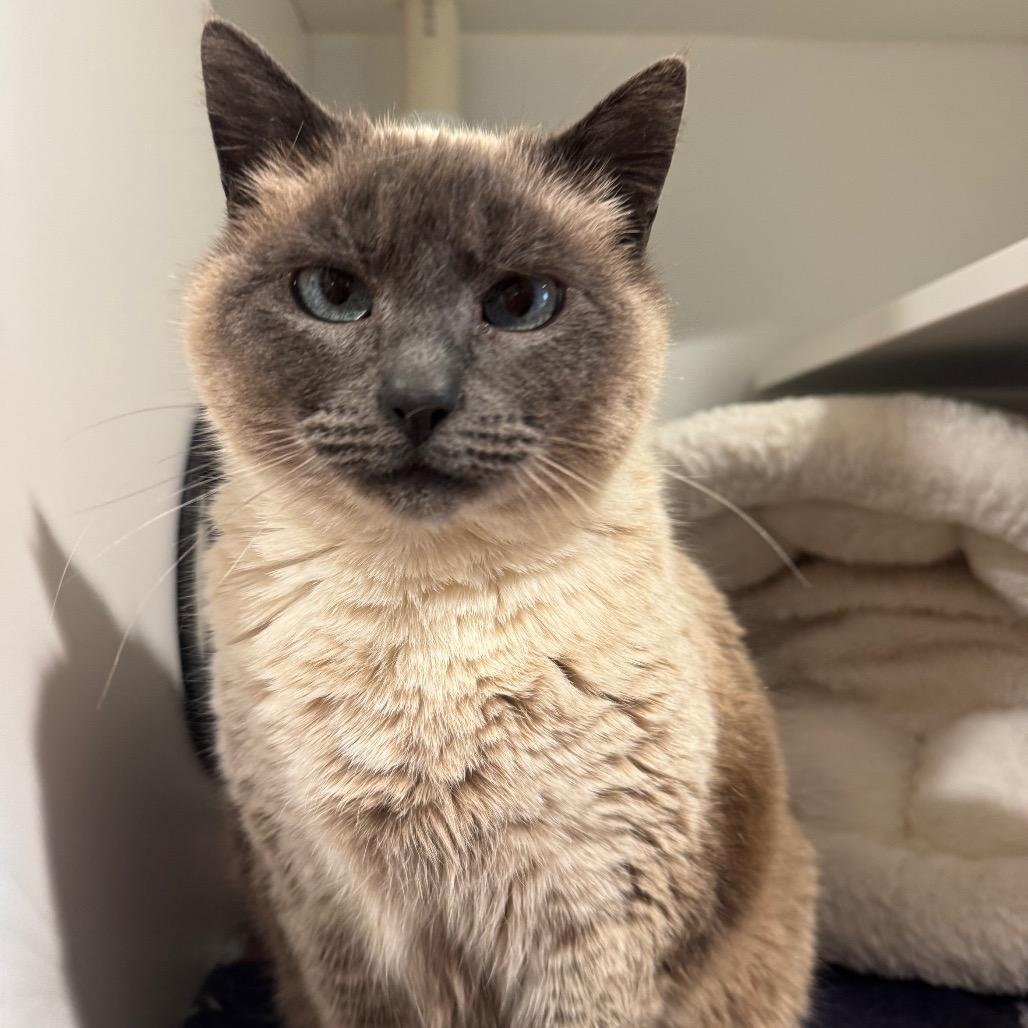 Enlarge Meryl Streep, a Adoptable Siamese in Buellton, CA image 3/3