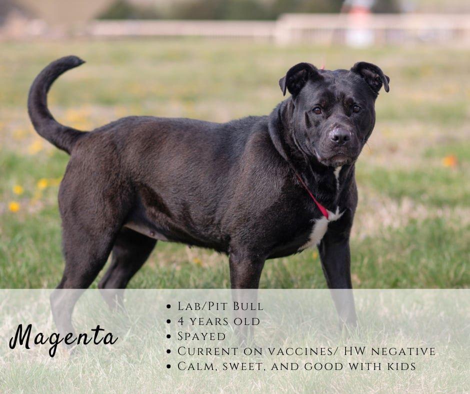Magenta, ADOPTABLE, Adult Female Pit Bull Terrier & Black Labrador Retriever.