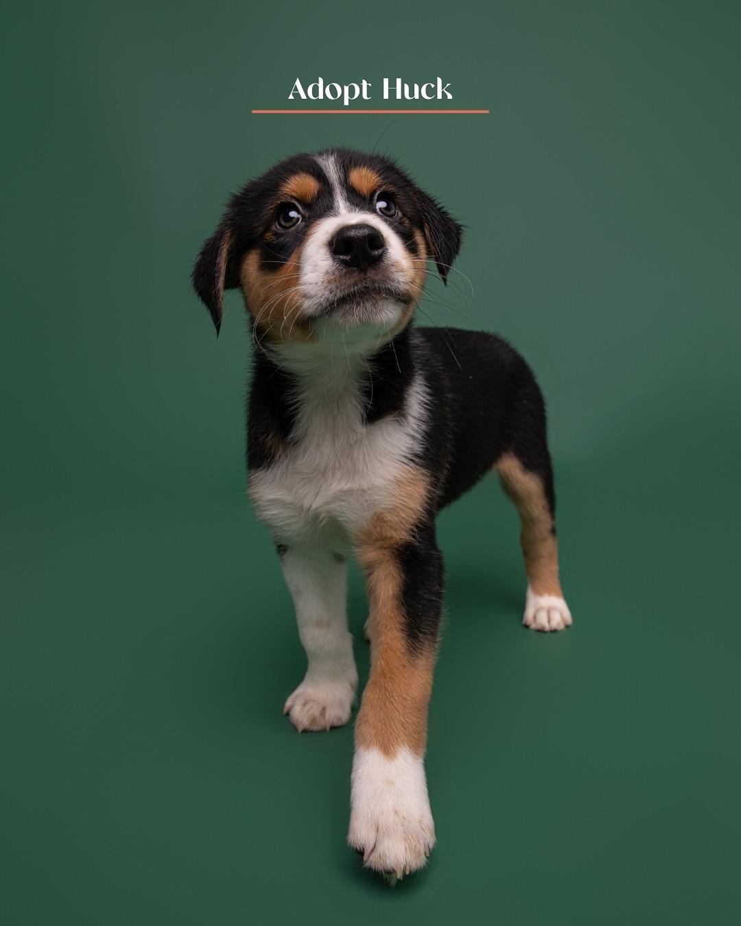 Huck, Adoptable, Puppy Male Mixed Breed.