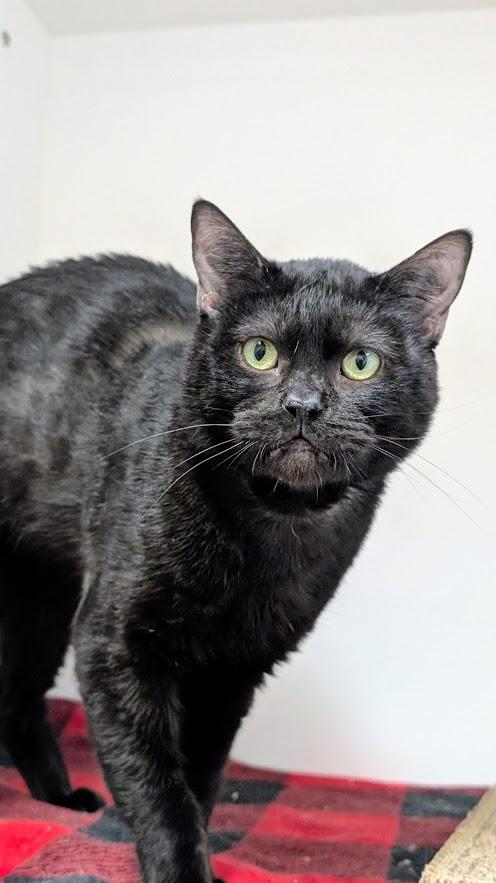 Camembert, a ADOPTABLE Domestic Short Hair in Coquitlam, BC image 2/2