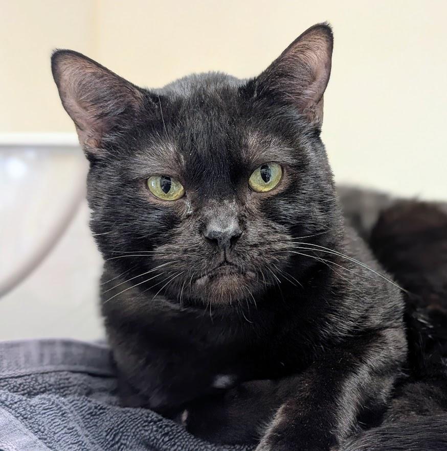 Camembert, ADOPTABLE, Adult Male Domestic Short Hair.