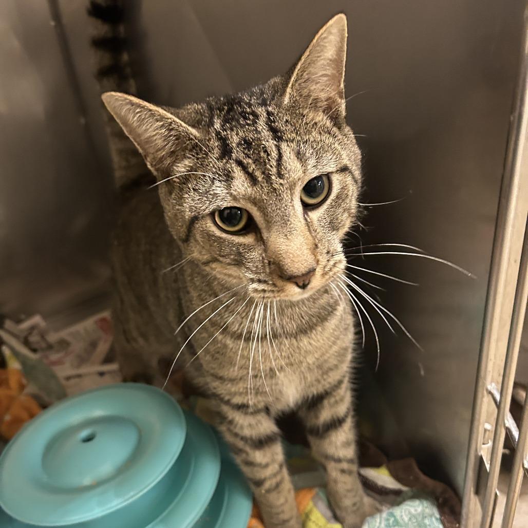 Chester, Adoptable, Adult Male Domestic Short Hair.