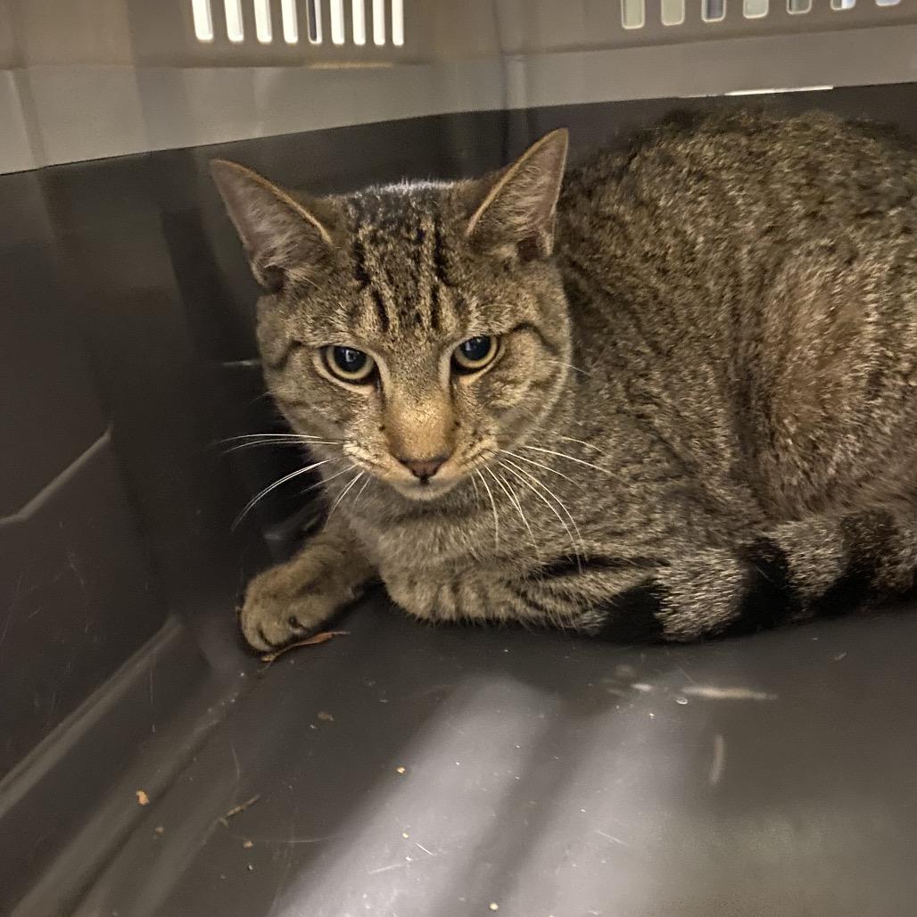 Enlarge Chester, a Adoptable Domestic Short Hair in Waldorf, MD image 1/1