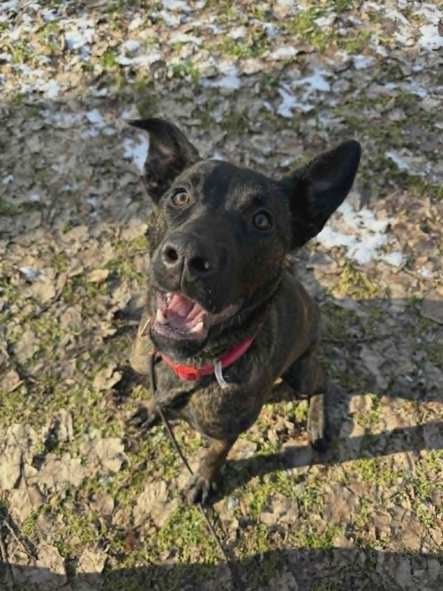 Enlarge Stevie, an adopted Mixed Breed in Benton Harbor, MI image 3/6