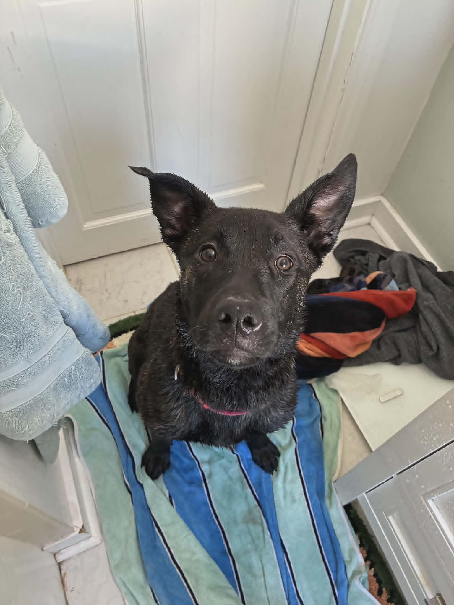 Enlarge Stevie, an adopted Mixed Breed in Benton Harbor, MI image 2/6