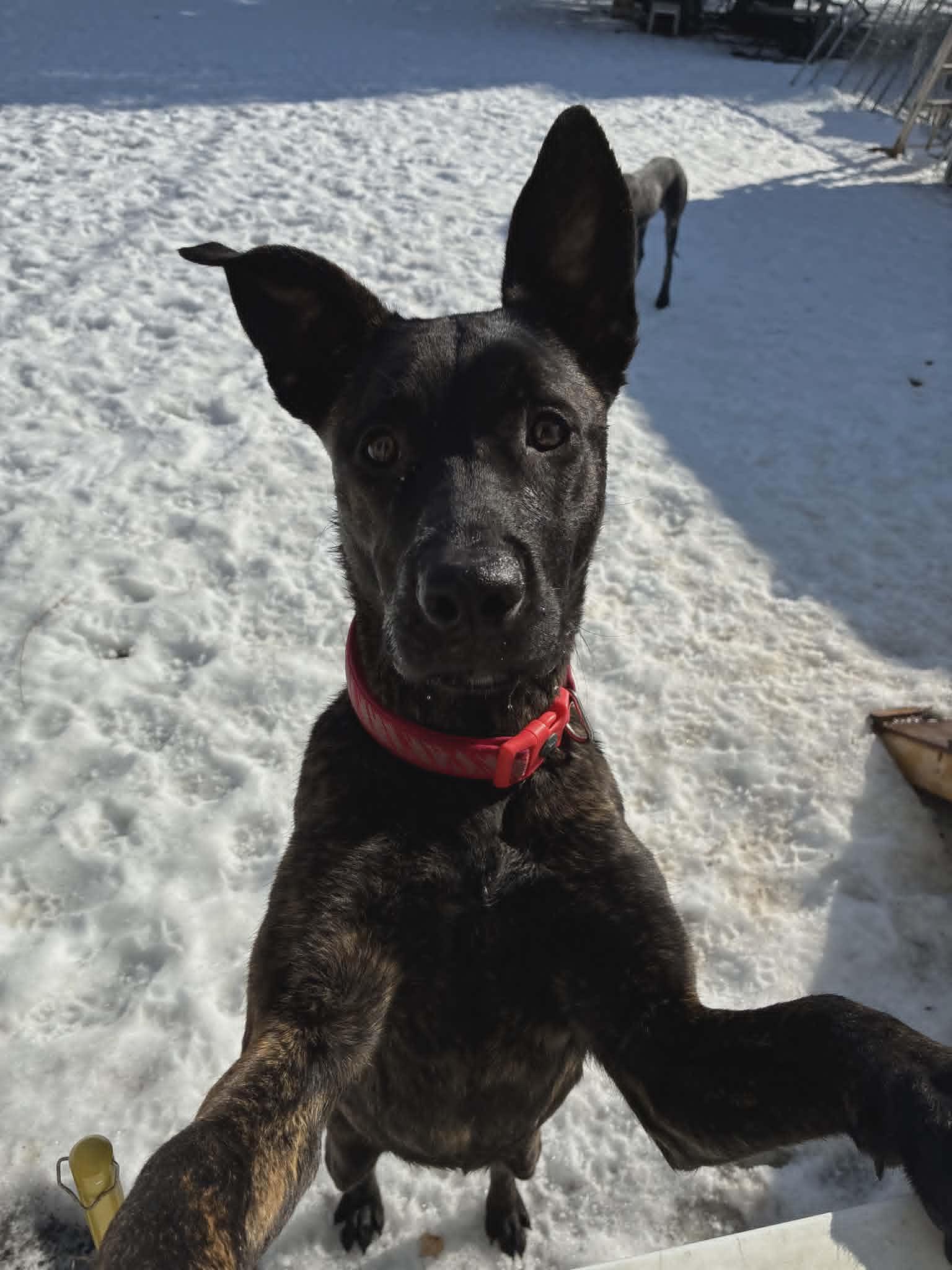 Enlarge Stevie, an adopted Mixed Breed in Benton Harbor, MI image 1/6