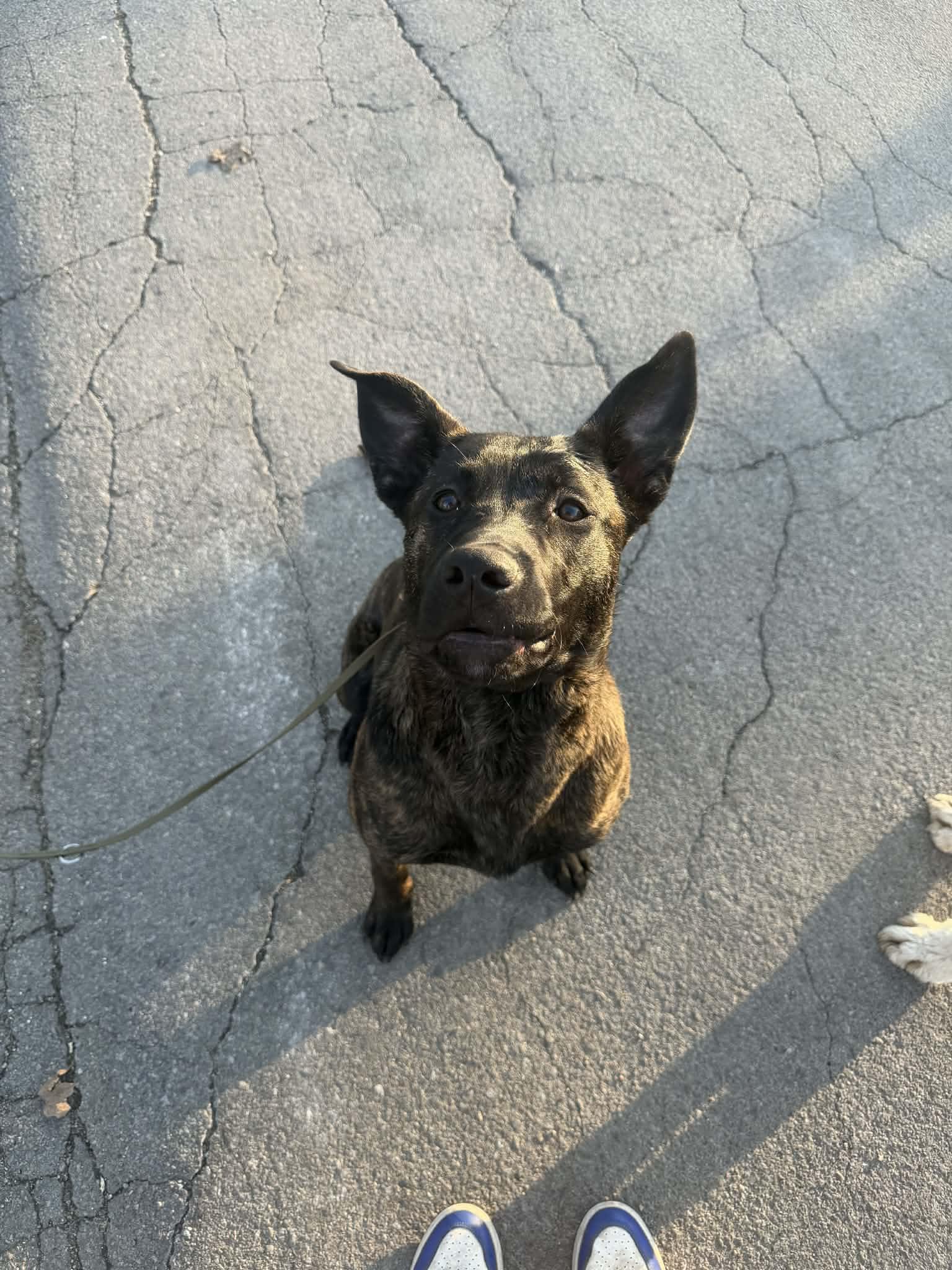 Enlarge Stevie, an adopted Mixed Breed in Benton Harbor, MI image 6/6
