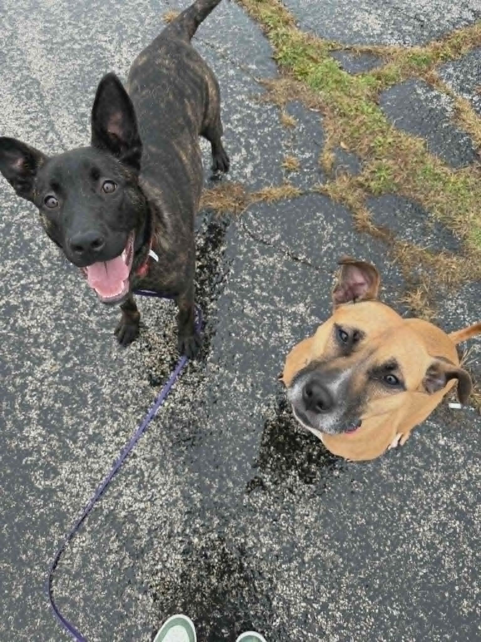 Enlarge Stevie, an adopted Mixed Breed in Benton Harbor, MI image 4/6