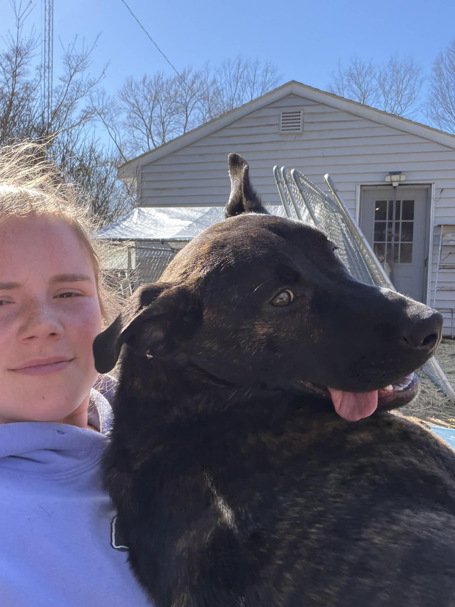 Enlarge Stevie, an adopted Mixed Breed in Benton Harbor, MI image 5/6