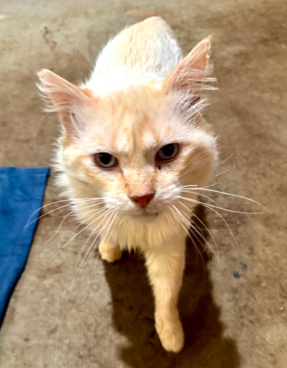 Abbott and Costello, Adoptable, Adult Male Domestic Long Hair.