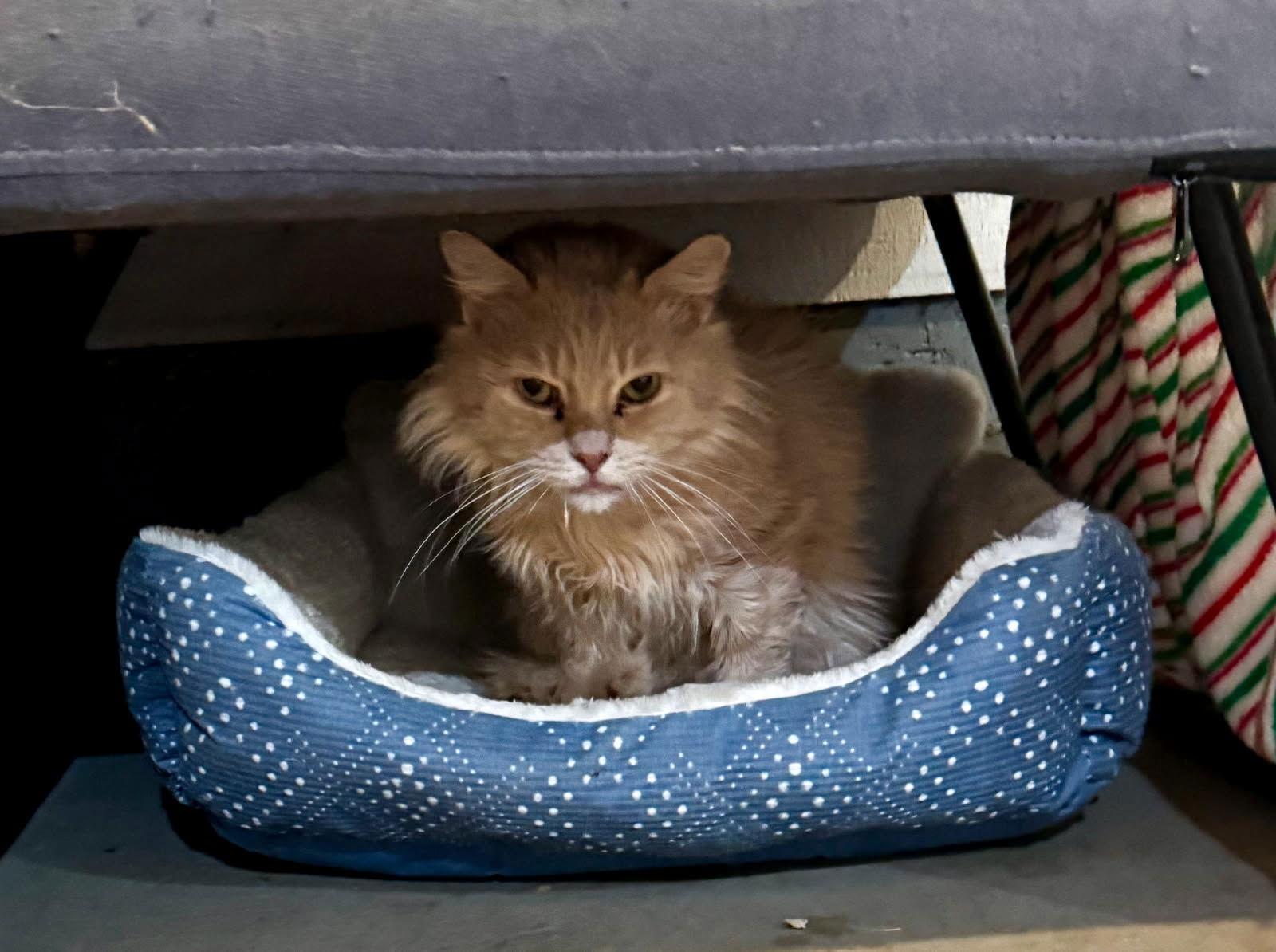 Enlarge Abbott and Costello, a Adoptable Domestic Long Hair in Paradise, CA image 2/2