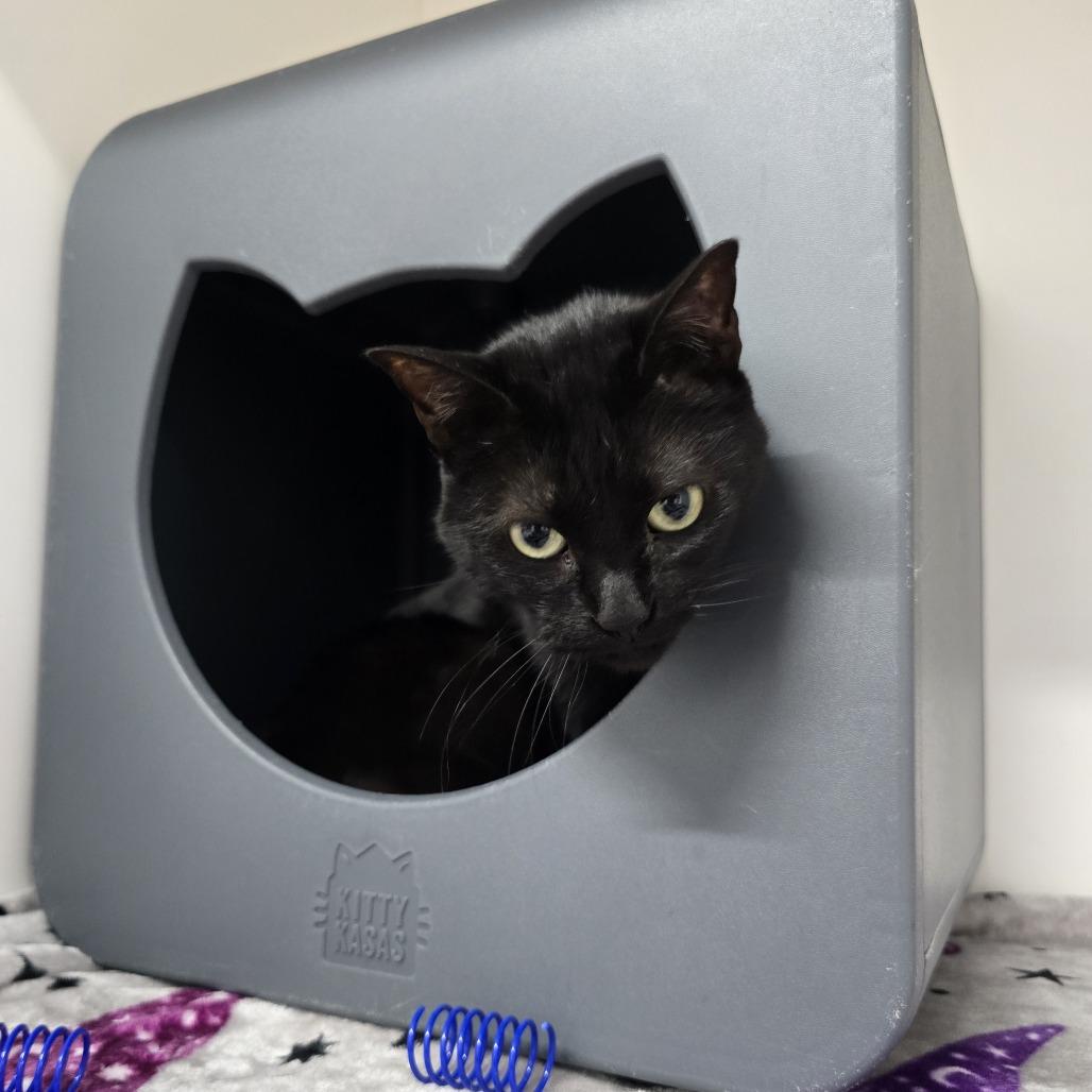 Sara, Adoptable, Adult Female American Shorthair.