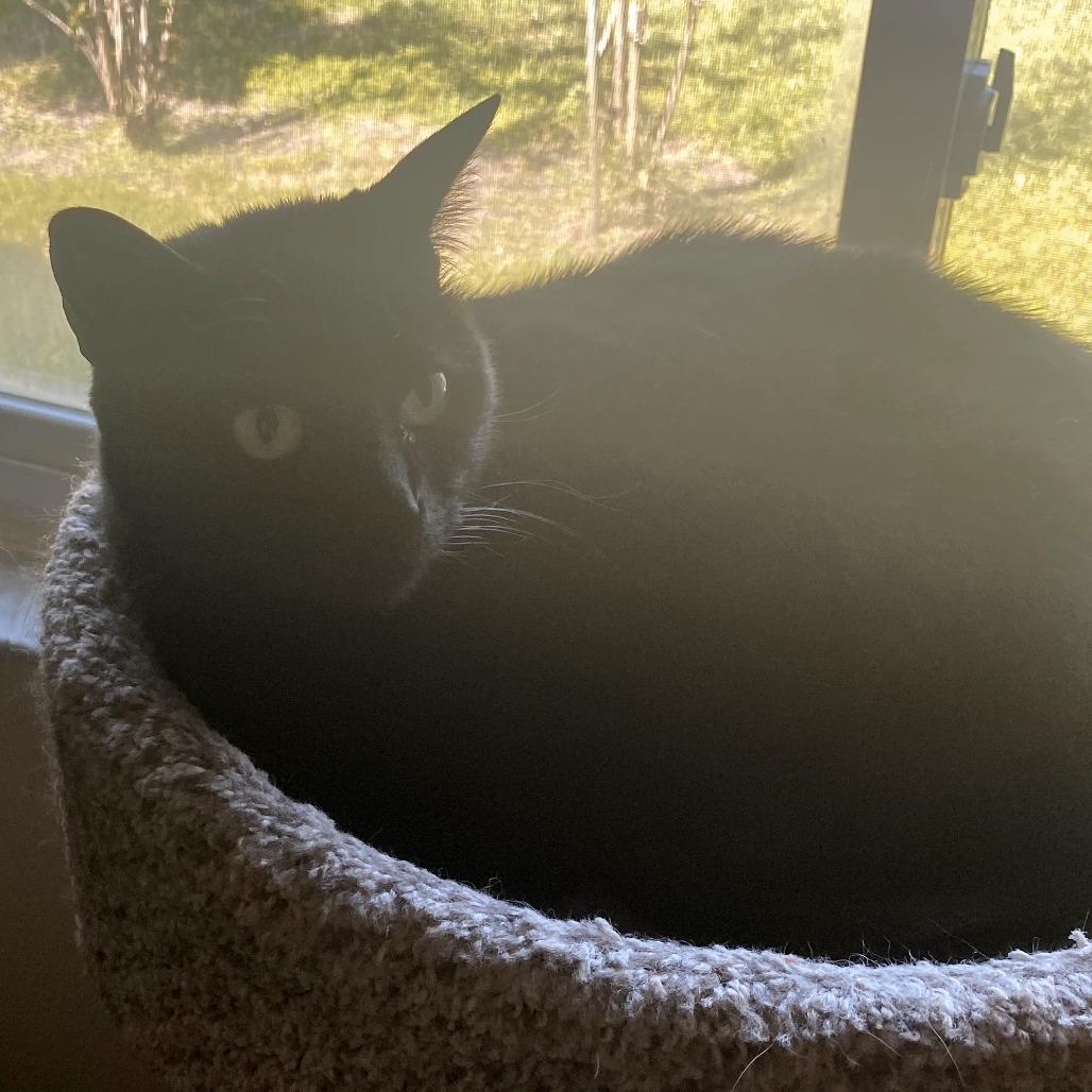 Enlarge Sara, a Adoptable American Shorthair in Clearwater, FL image 2/6