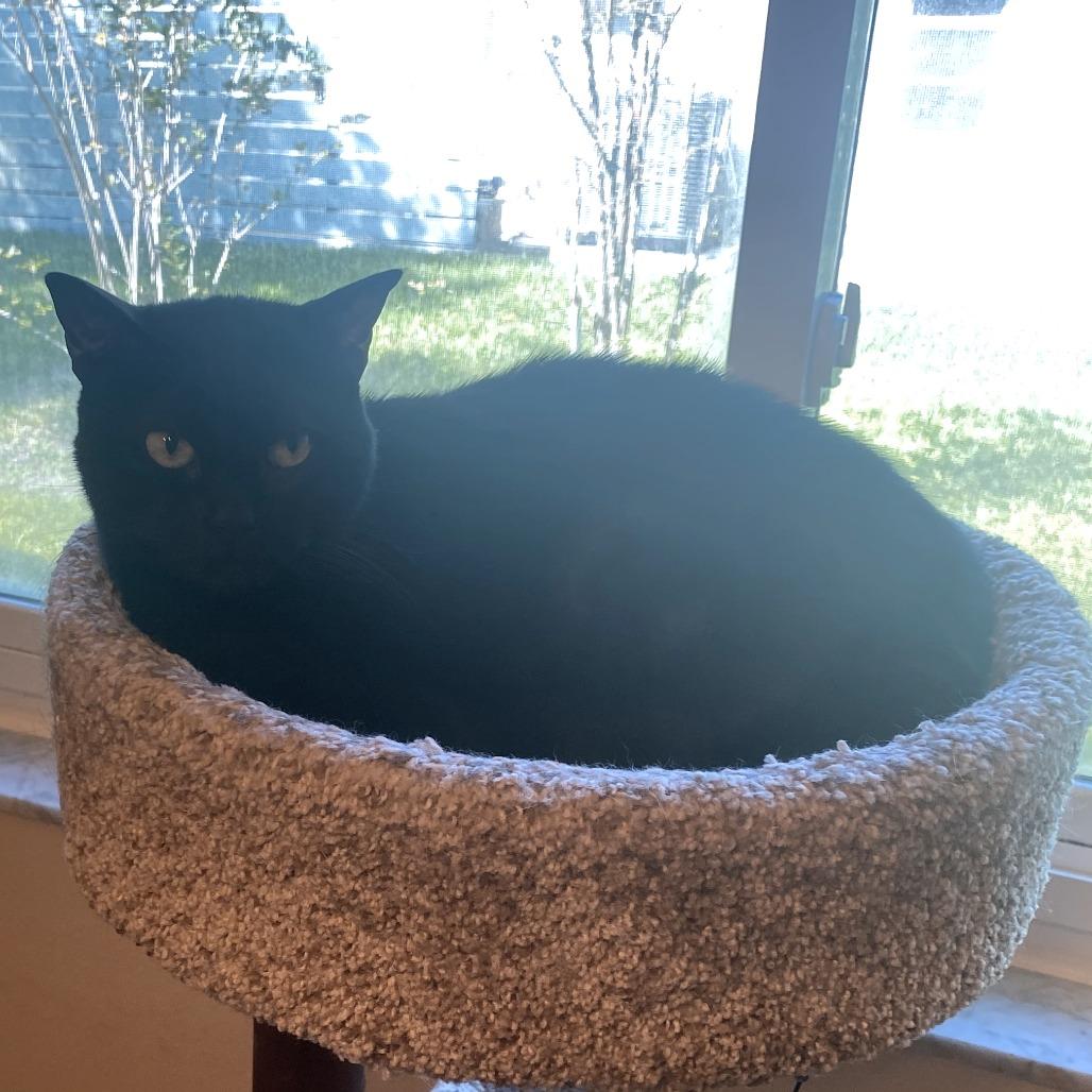 Enlarge Sara, a Adoptable American Shorthair in Clearwater, FL image 3/6