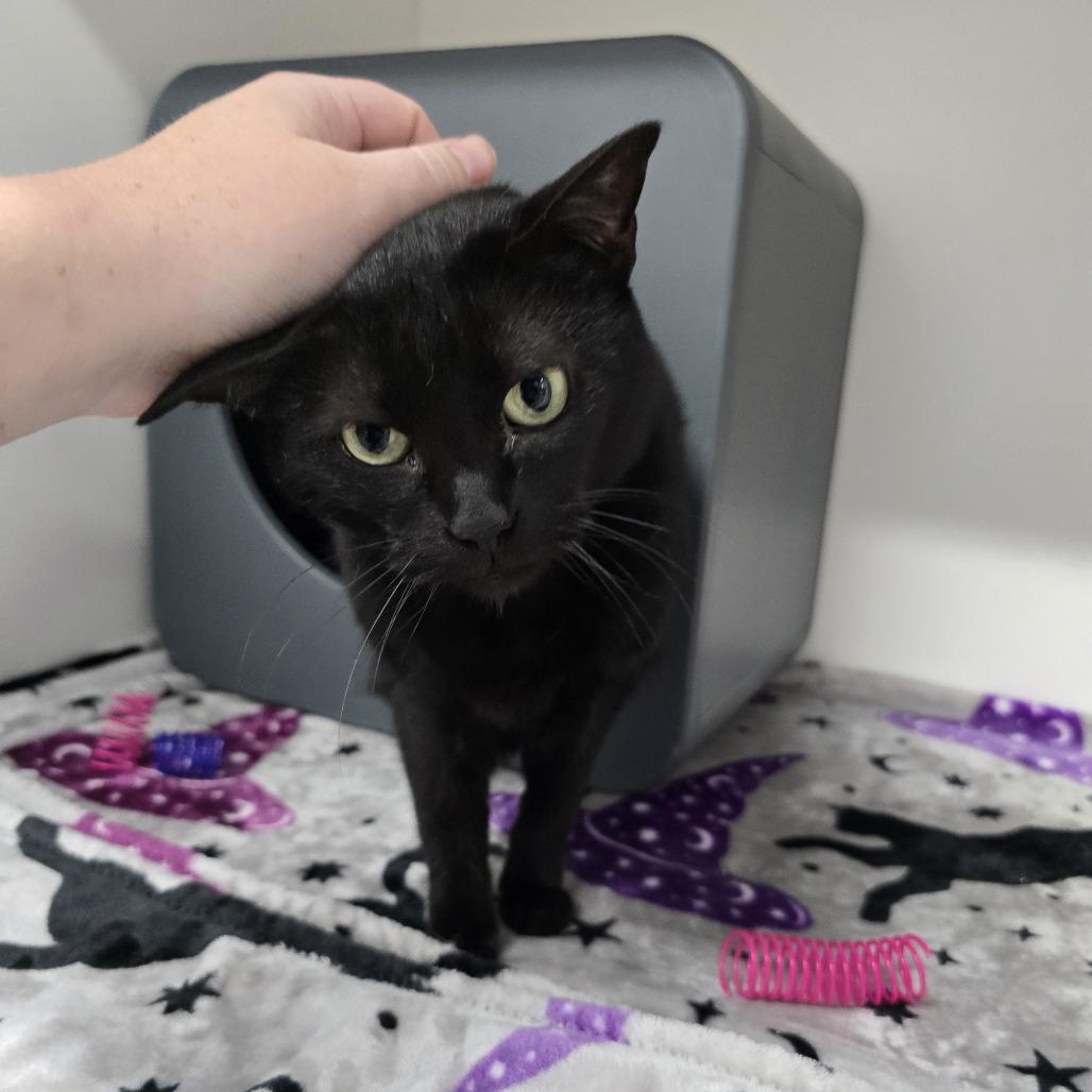 Enlarge Sara, a Adoptable American Shorthair in Clearwater, FL image 4/6