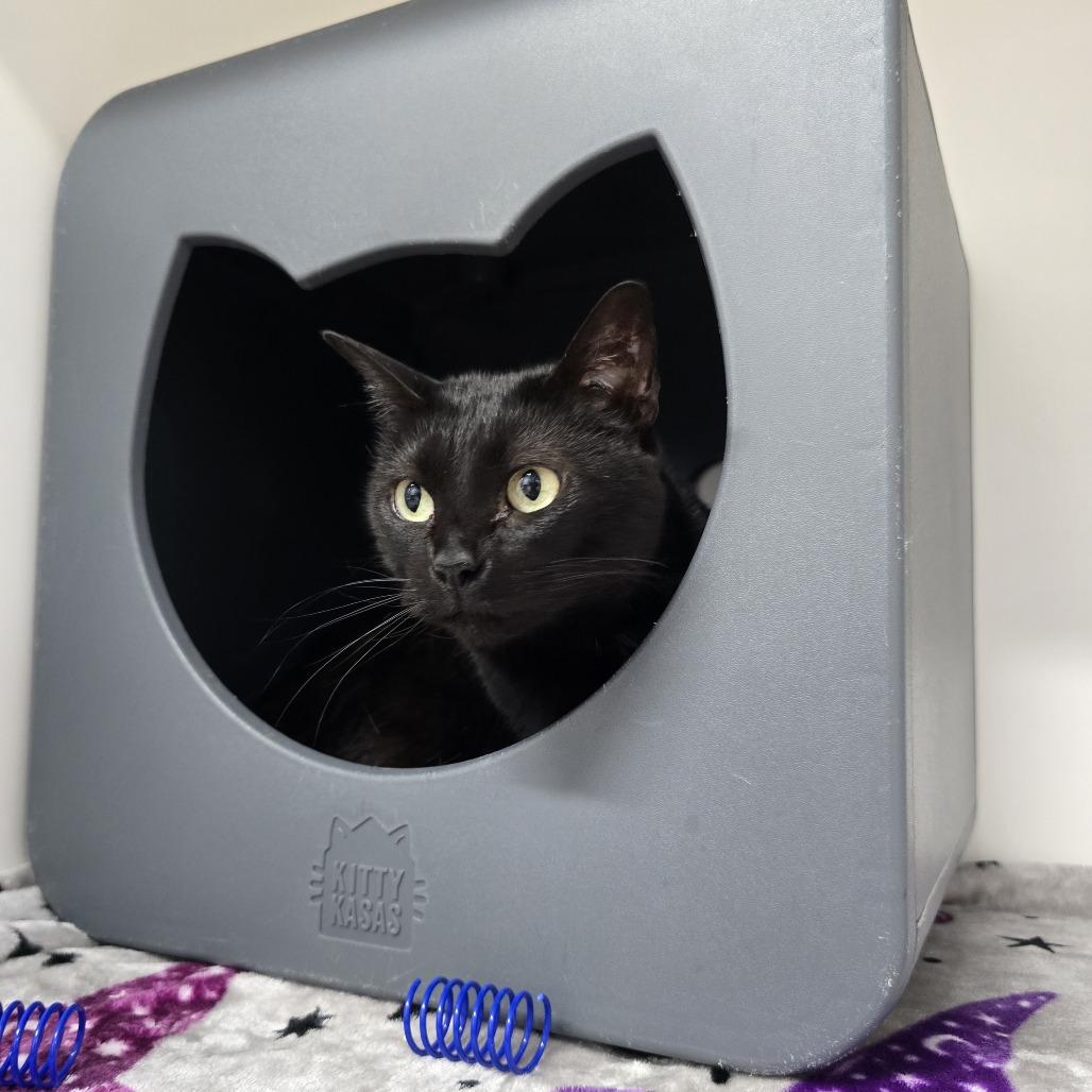 Enlarge Sara, a Adoptable American Shorthair in Clearwater, FL image 5/6