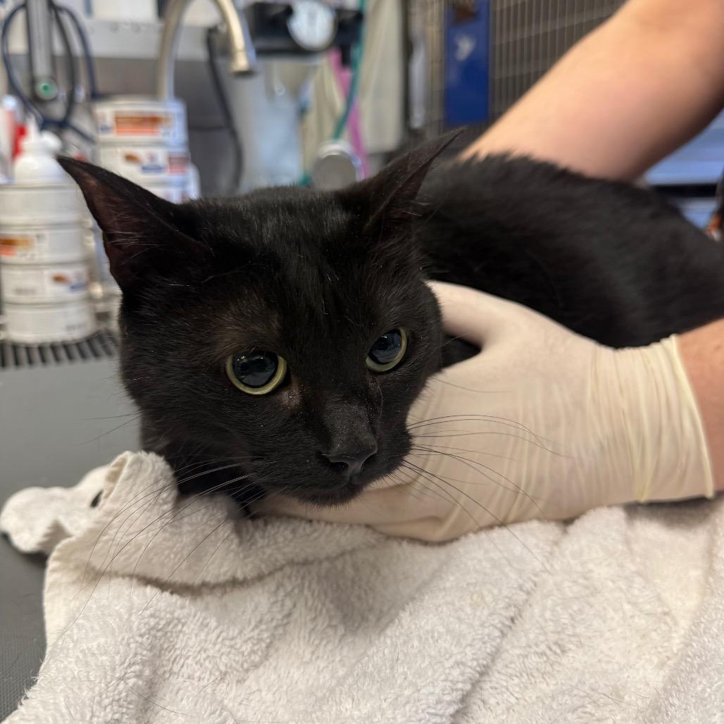 Enlarge Sara, a Adoptable American Shorthair in Clearwater, FL image 6/6