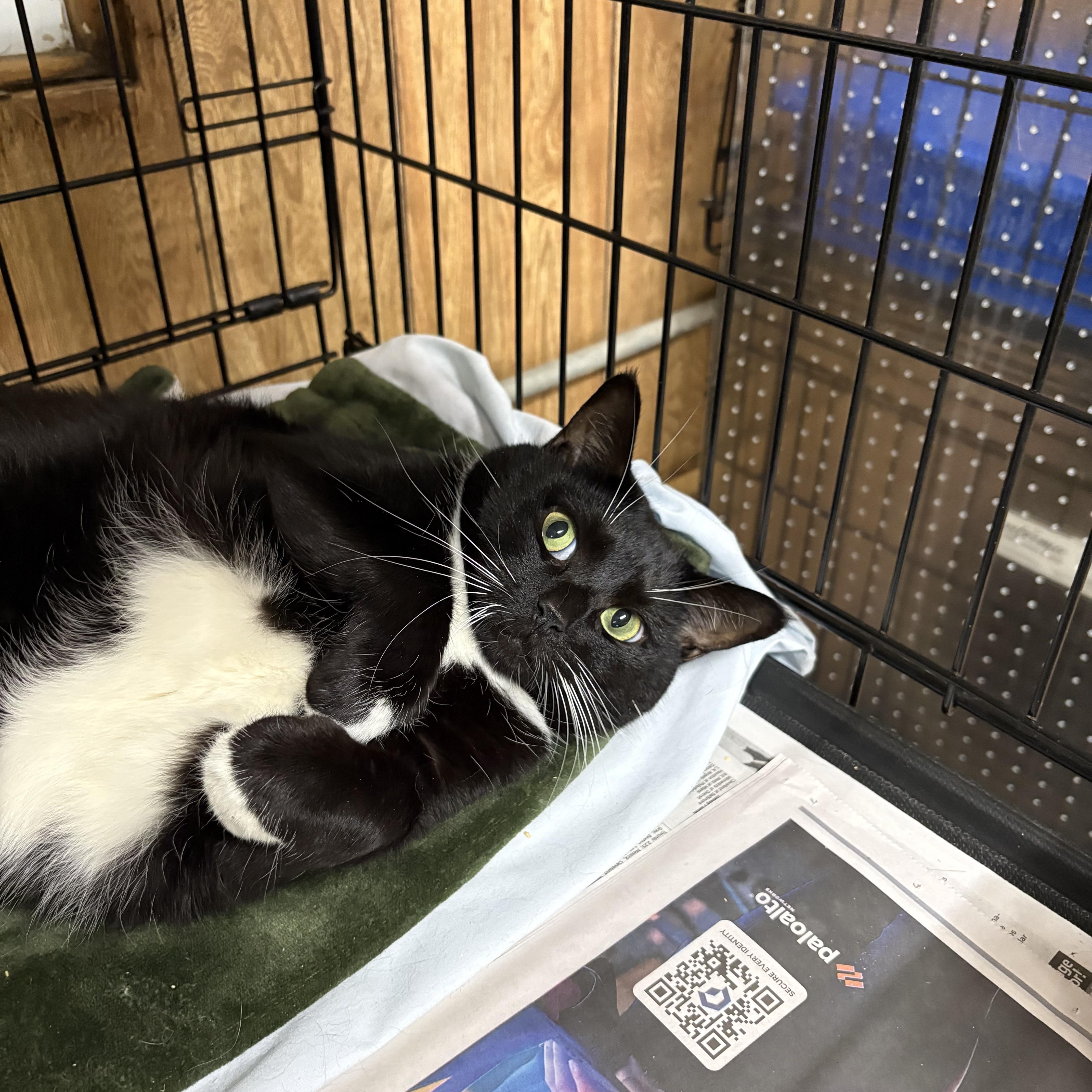 Oreo, Adoptable, Adult Female Tuxedo.