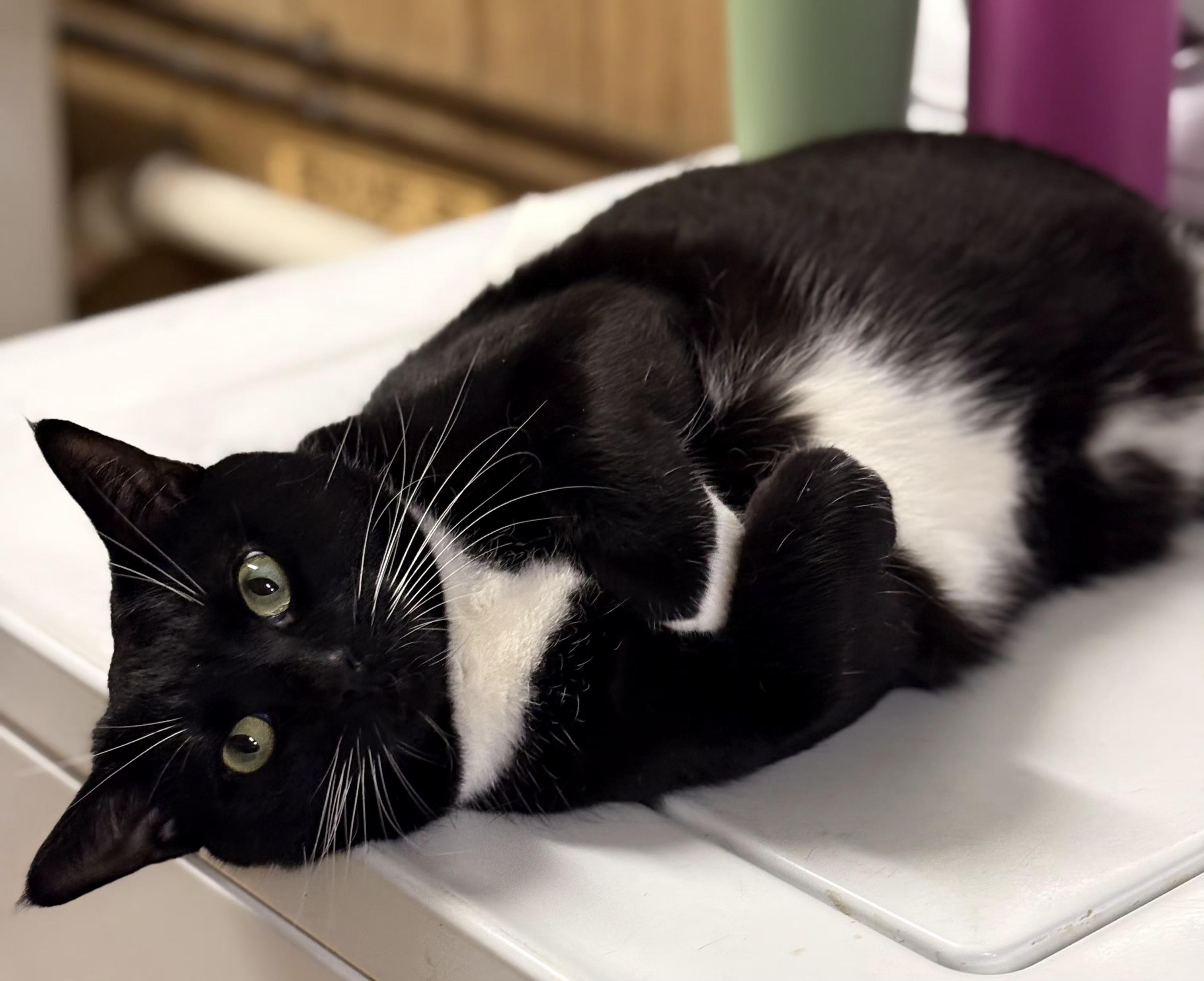 Enlarge Oreo, an adoptable Tuxedo in Linden, NJ image 3/6