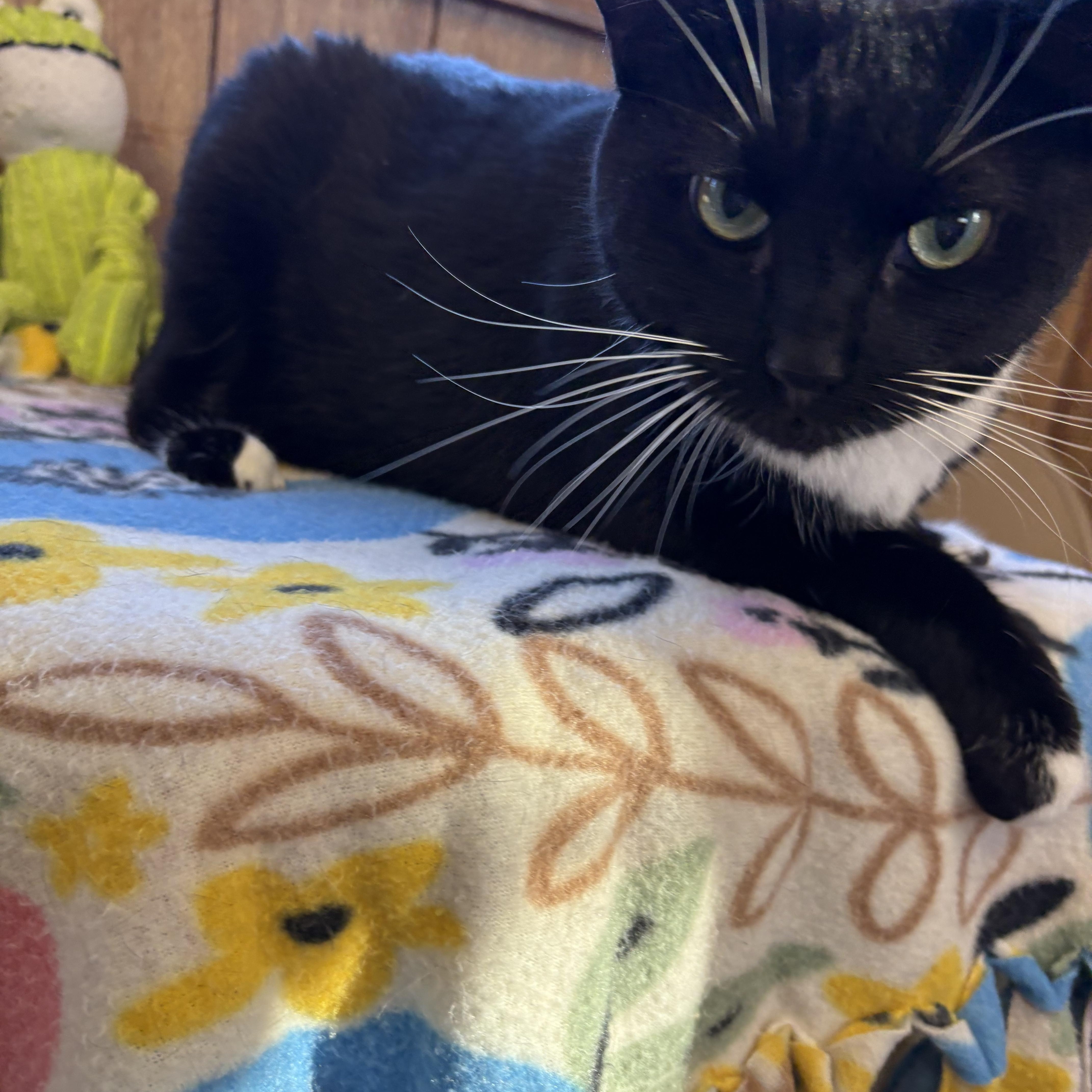 Oreo, a Adoptable Tuxedo in Linden, NJ image 2/4